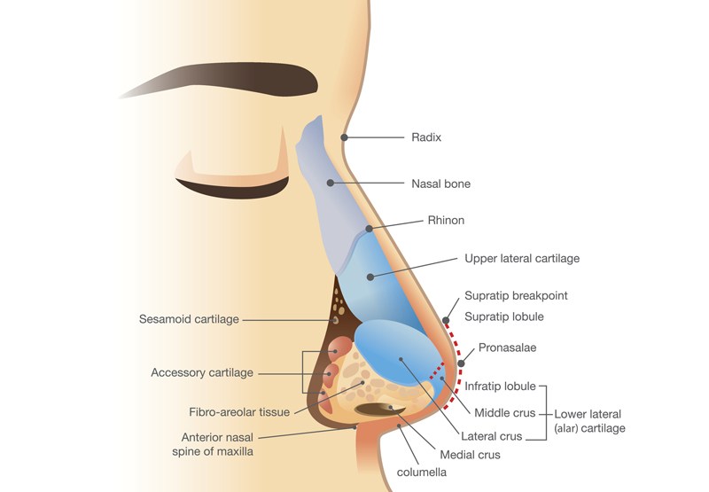 Detail Gambar Organ Hidung Nomer 43