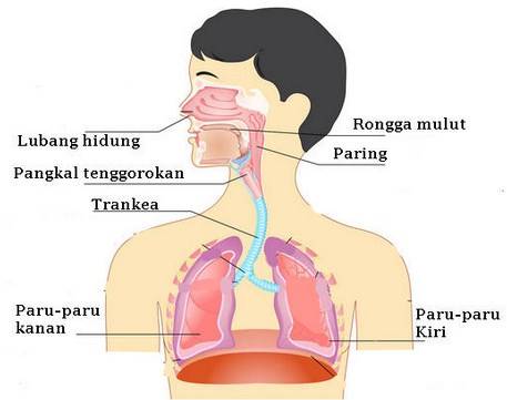 Detail Gambar Organ Hidung Nomer 44