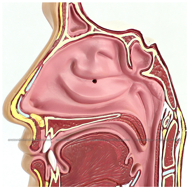 Detail Gambar Organ Hidung Nomer 45