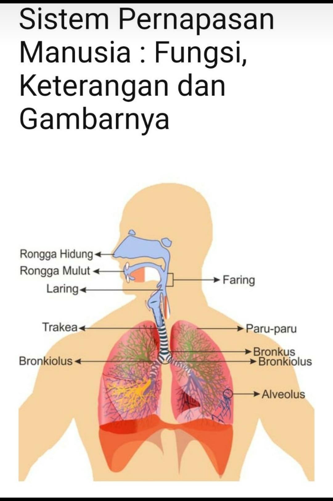 Detail Gambar Organ Hidung Nomer 47