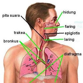 Detail Gambar Organ Hidung Nomer 51