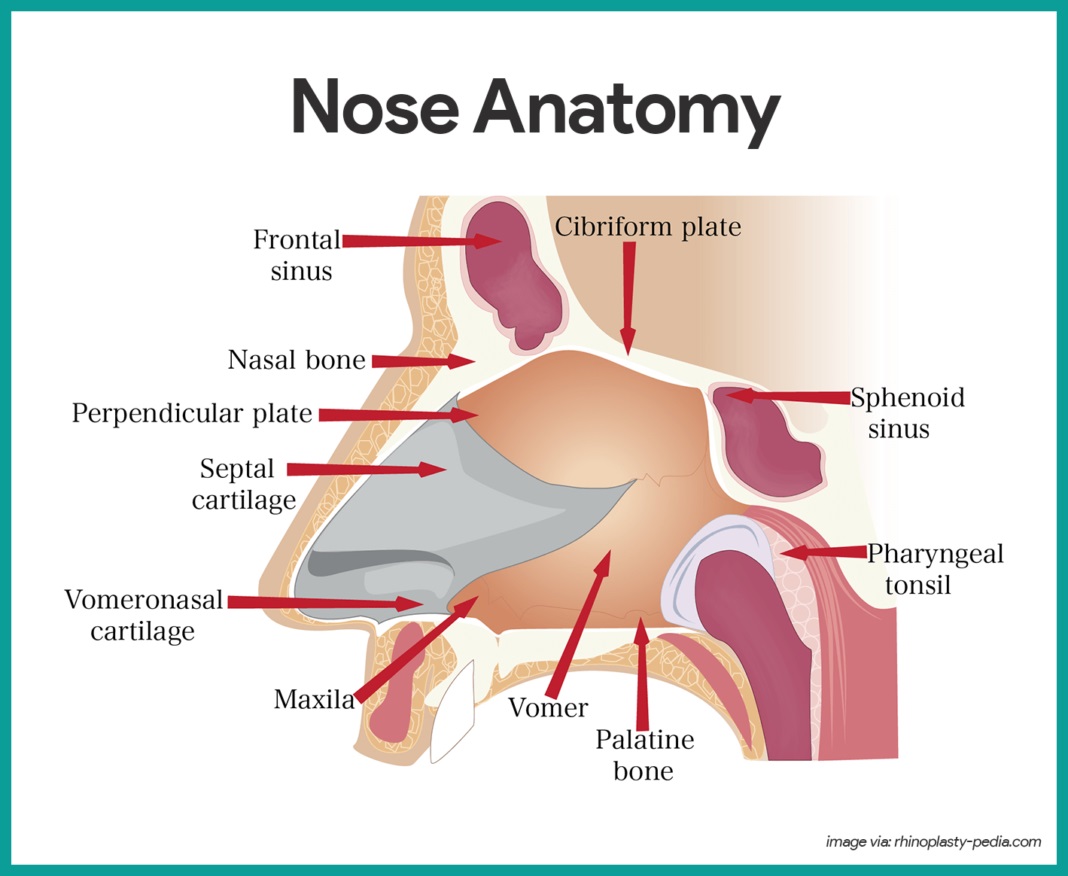 Detail Gambar Organ Hidung Nomer 8