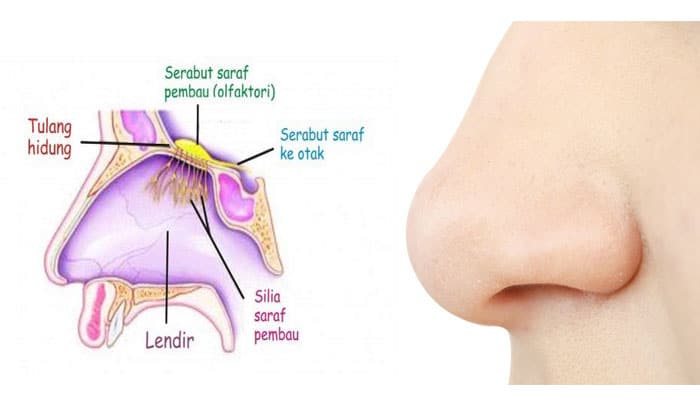 Detail Gambar Organ Hidung Nomer 10