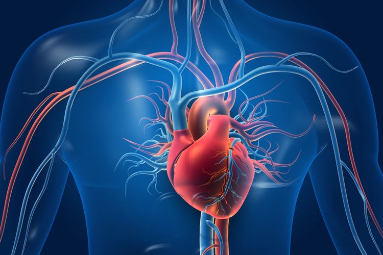 Detail Gambar Organ Jantung Nomer 15