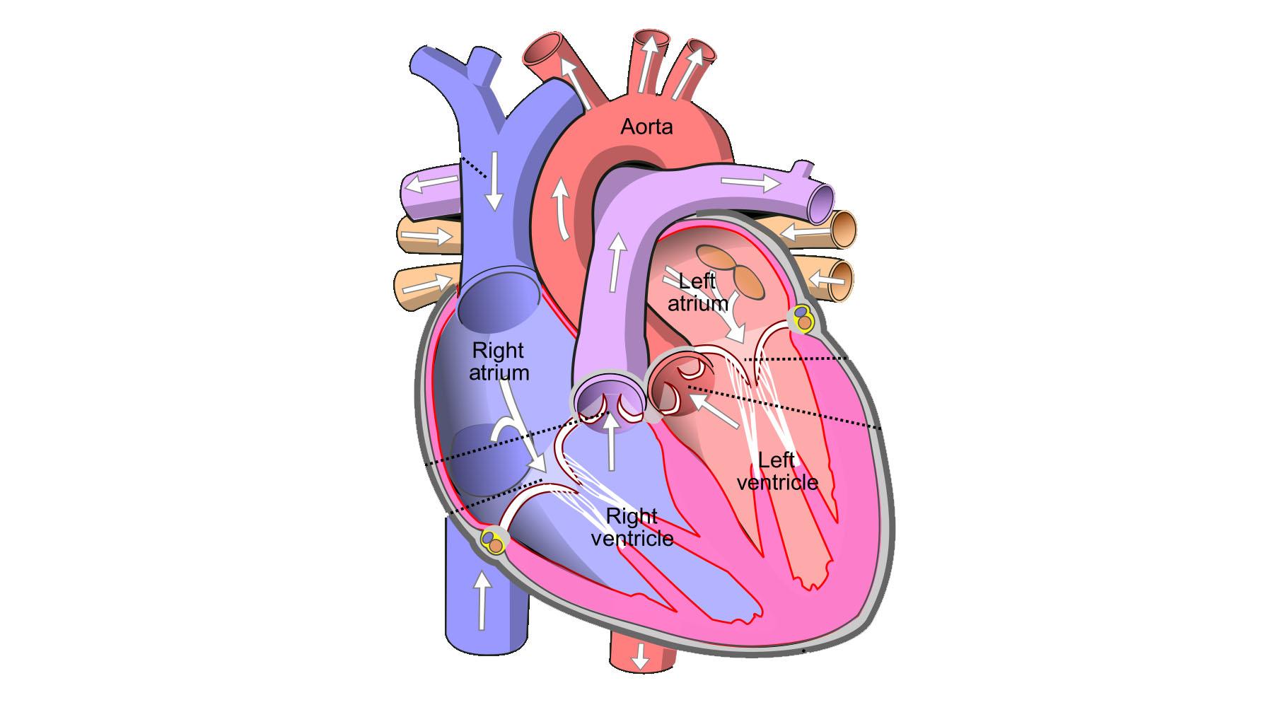 Detail Gambar Organ Jantung Nomer 16