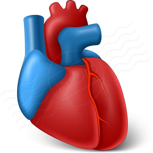 Detail Gambar Organ Jantung Nomer 28