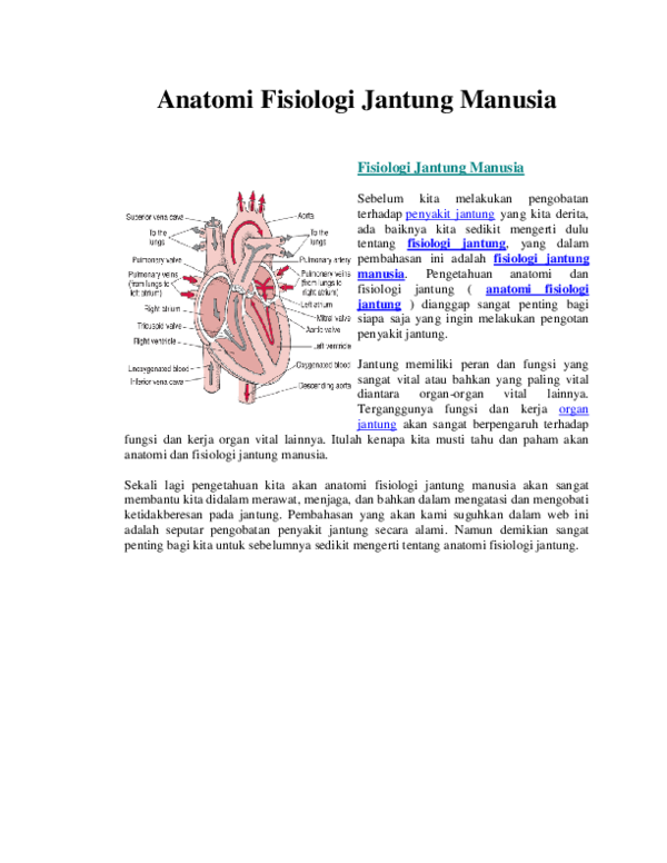 Detail Gambar Organ Jantung Nomer 35