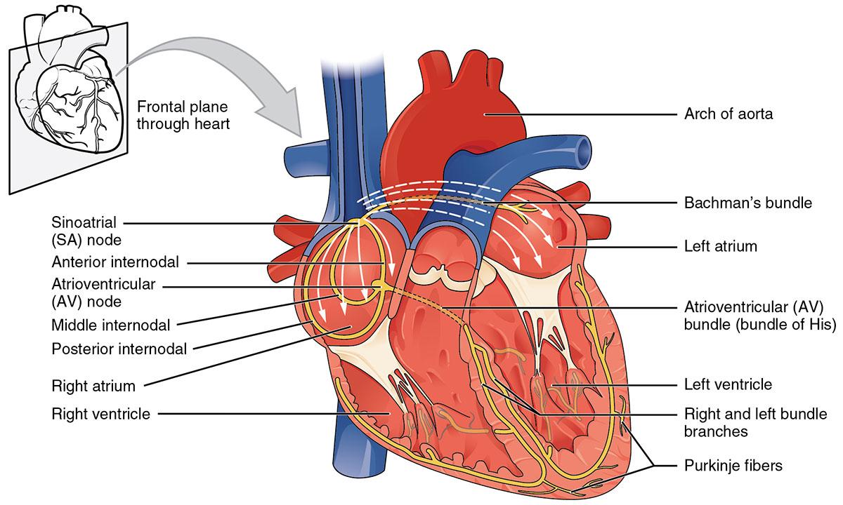 Detail Gambar Organ Jantung Nomer 36