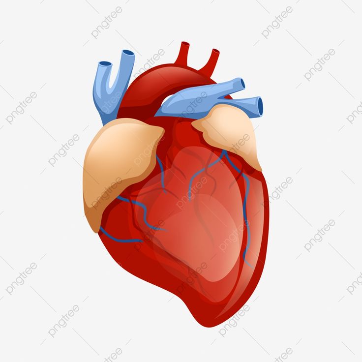 Detail Gambar Organ Jantung Nomer 46