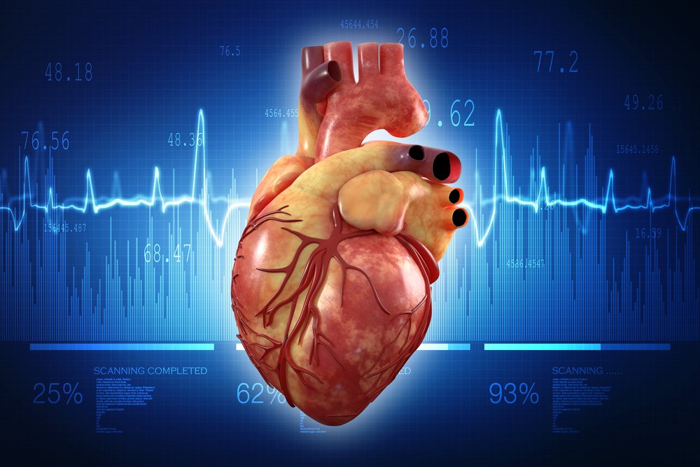 Detail Gambar Organ Jantung Nomer 6