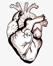 Detail Gambar Organ Jantung Kartun Nomer 16