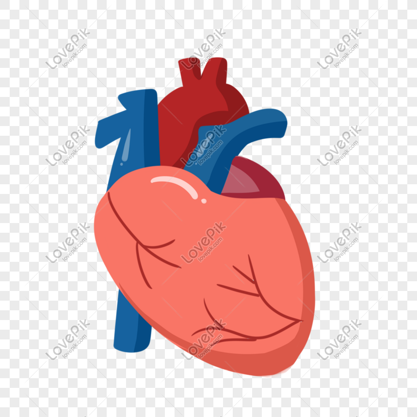 Detail Gambar Organ Jantung Kartun Nomer 3
