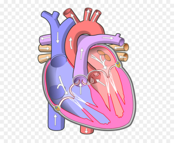 Detail Gambar Organ Jantung Kartun Nomer 22