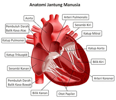 Detail Gambar Organ Jantung Kartun Nomer 26