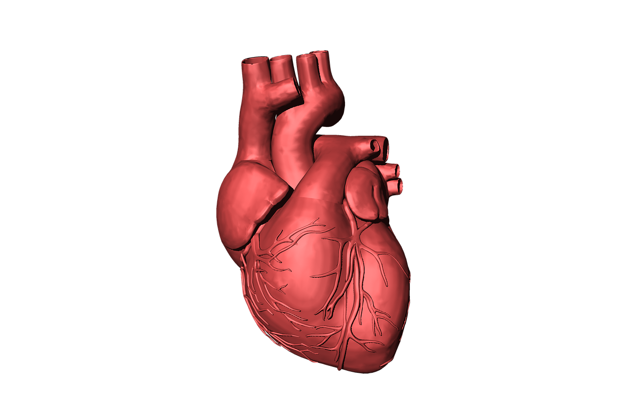 Detail Gambar Organ Jantung Kartun Nomer 4