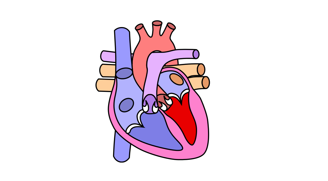Detail Gambar Organ Jantung Kartun Nomer 5