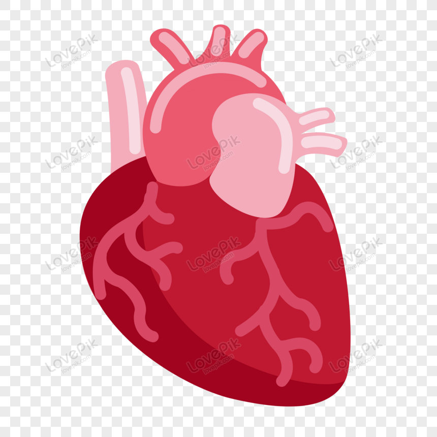 Detail Gambar Organ Jantung Kartun Nomer 48