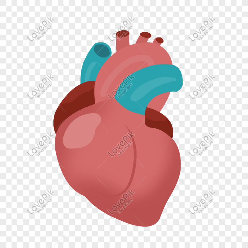Detail Gambar Organ Jantung Kartun Nomer 55