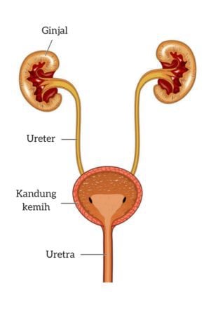 Detail Gambar Organ Kandung Kemih Nomer 16