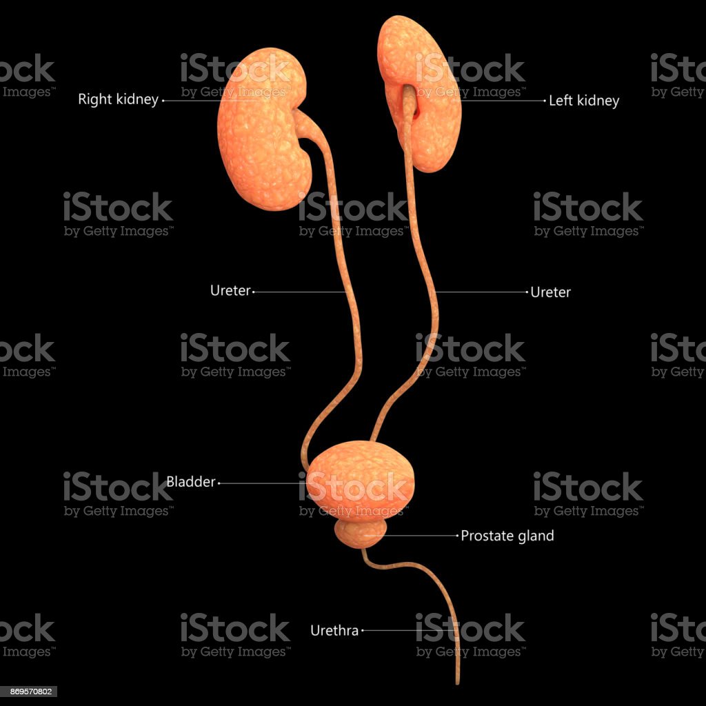 Detail Gambar Organ Kandung Kemih Nomer 33