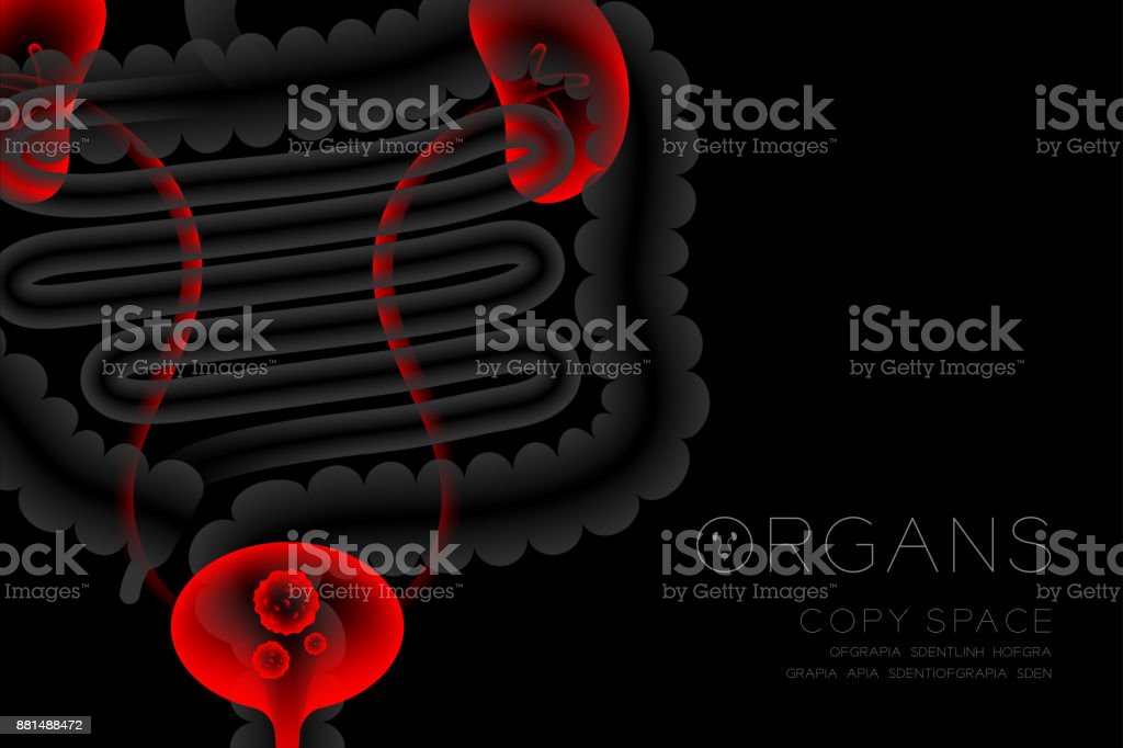 Detail Gambar Organ Kandung Kemih Nomer 44