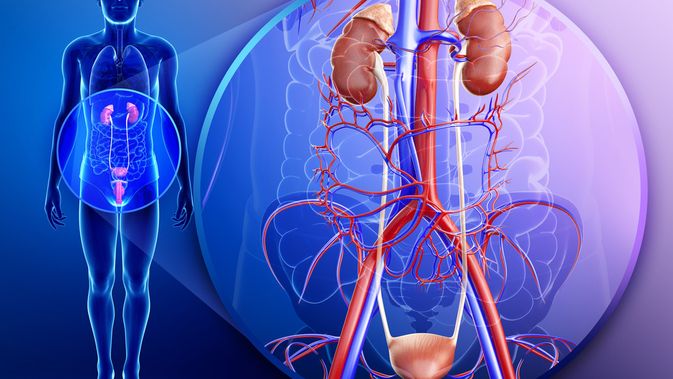 Detail Gambar Organ Kandung Kemih Nomer 45