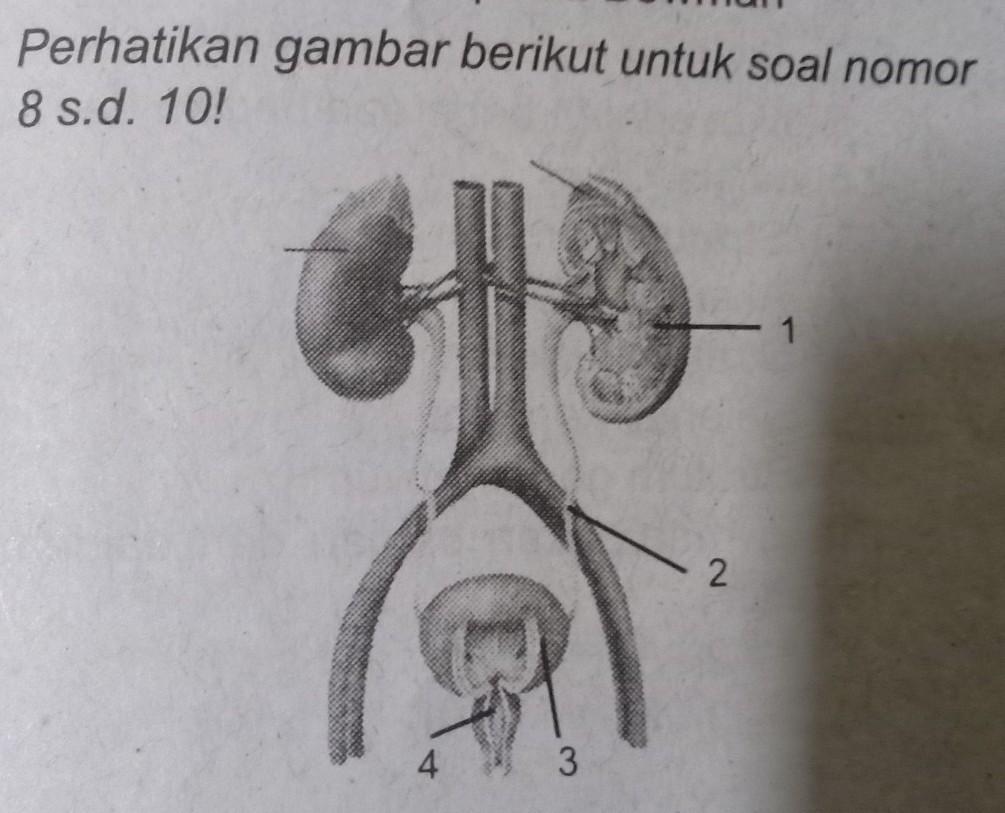 Detail Gambar Organ Kandung Kemih Nomer 49