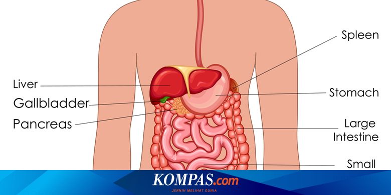 Detail Gambar Organ Lambung Nomer 35