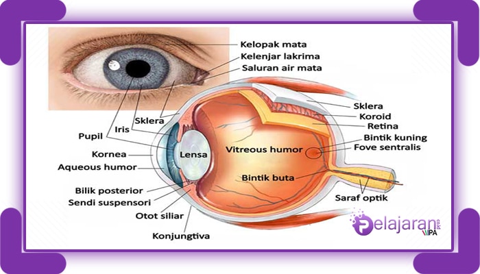 Detail Gambar Organ Mata Nomer 11