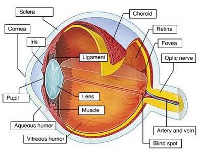 Detail Gambar Organ Mata Nomer 15