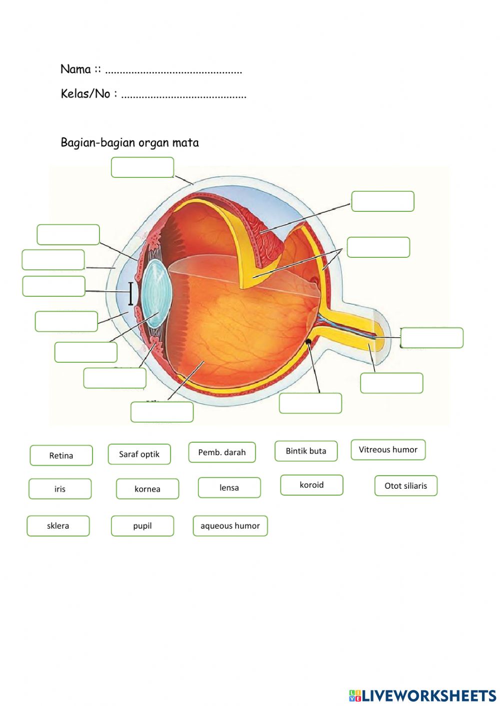 Detail Gambar Organ Mata Nomer 34