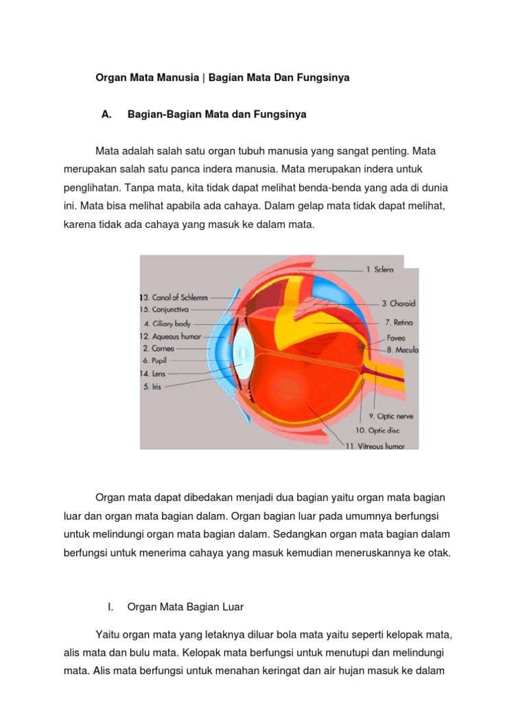 Detail Gambar Organ Mata Nomer 55