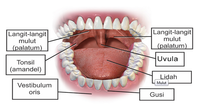 Detail Gambar Organ Mulut Nomer 16