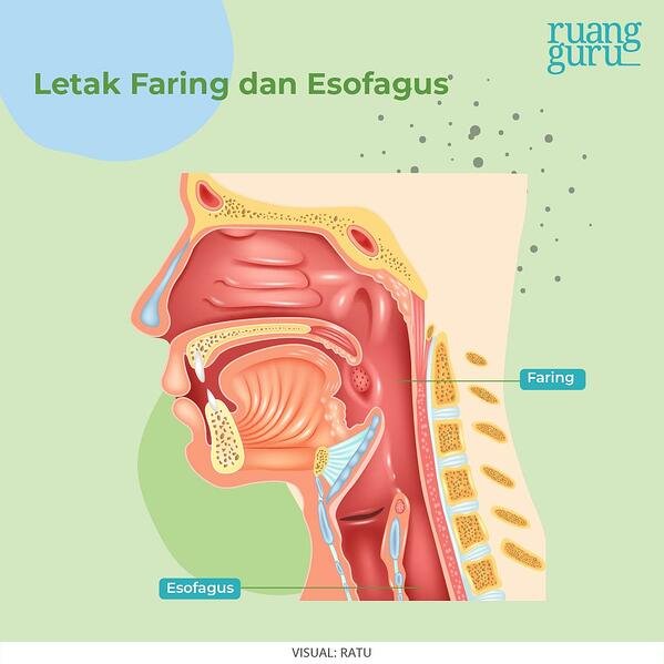 Detail Gambar Organ Mulut Nomer 24