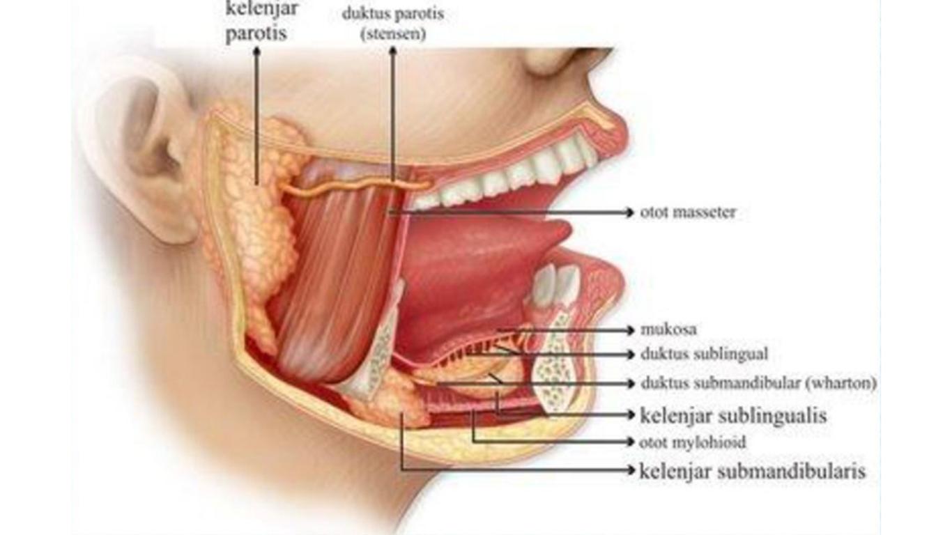 Detail Gambar Organ Mulut Nomer 27