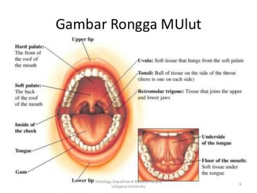 Detail Gambar Organ Mulut Nomer 28