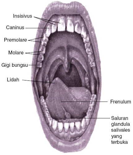 Detail Gambar Organ Mulut Nomer 29