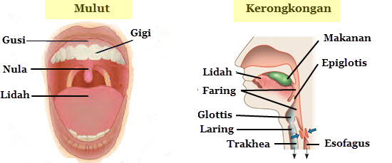 Detail Gambar Organ Mulut Nomer 34