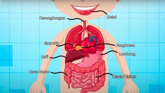 Detail Gambar Organ Mulut Nomer 37