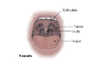 Detail Gambar Organ Mulut Nomer 44