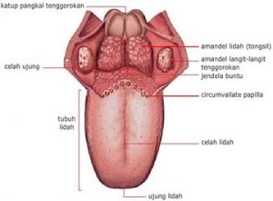 Detail Gambar Organ Mulut Nomer 47