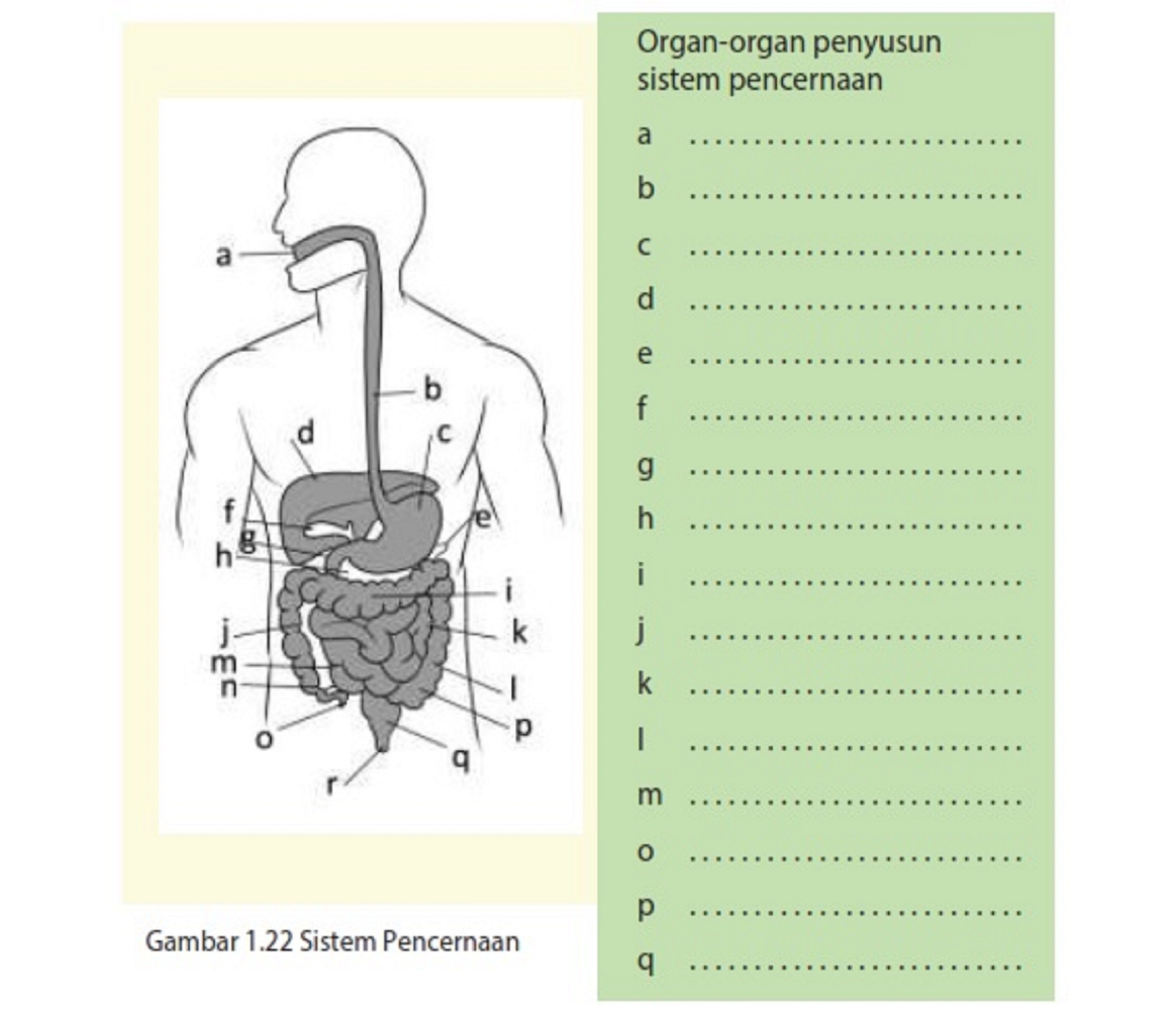 Gambar Organ Organ Penyusun Sistem Pencernaan - KibrisPDR