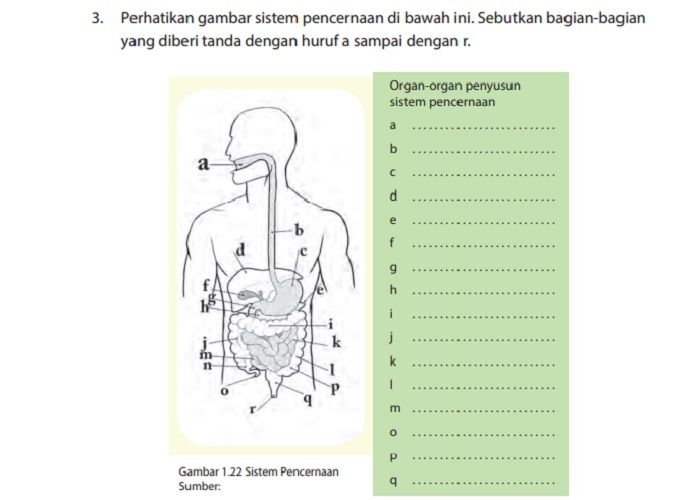 Detail Gambar Organ Organ Penyusun Sistem Pencernaan Nomer 12