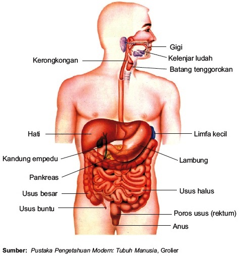 Detail Gambar Organ Organ Penyusun Sistem Pencernaan Nomer 17