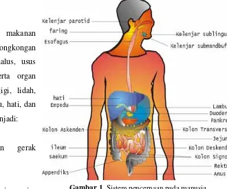 Detail Gambar Organ Organ Penyusun Sistem Pencernaan Nomer 21