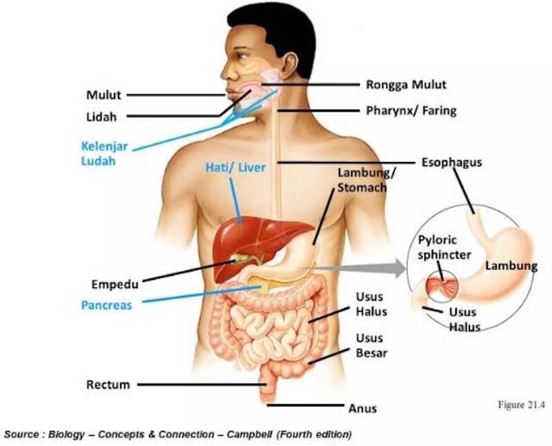 Detail Gambar Organ Organ Penyusun Sistem Pencernaan Nomer 25