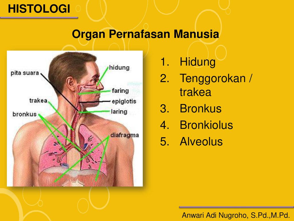 Detail Gambar Organ Organ Penyusun Sistem Pencernaan Nomer 26
