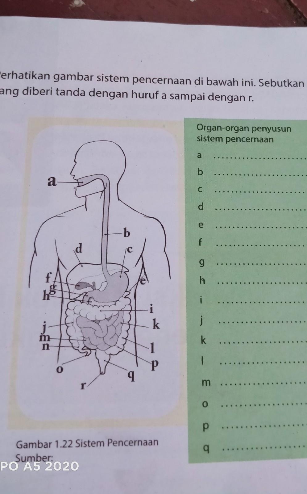 Detail Gambar Organ Organ Penyusun Sistem Pencernaan Nomer 4