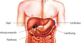 Detail Gambar Organ Organ Penyusun Sistem Pencernaan Nomer 30