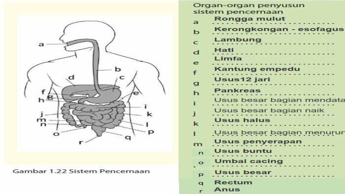 Detail Gambar Organ Organ Penyusun Sistem Pencernaan Nomer 32